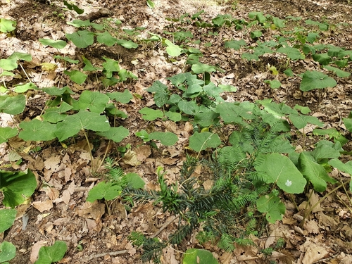 Petasites pyrenaicus image