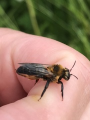 Andrena barbilabris