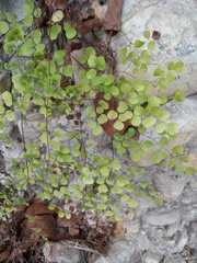 Adiantum tricholepis