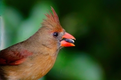 Cardinalis cardinalis cardinalis