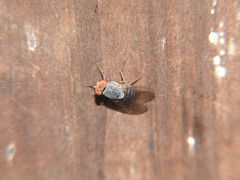 Prosopomyia pallida