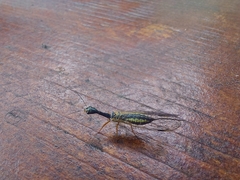 Dichrostigma flavipes