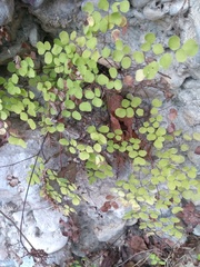 Adiantum tricholepis