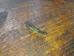 Dichrostigma flavipes