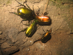 Pseudotorynorrhina japonica