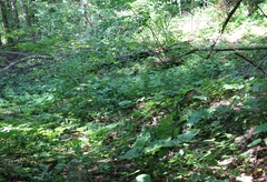 Ornithogalum arcuatum