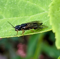 Xiphydria mellipes