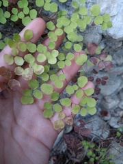 Adiantum tricholepis
