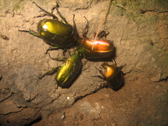 Pseudotorynorrhina japonica