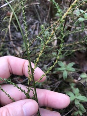 Symphyotrichum walteri
