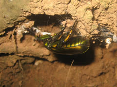 Pseudotorynorrhina japonica