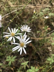 Symphyotrichum walteri