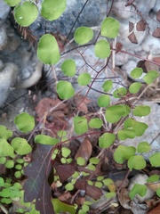 Adiantum tricholepis