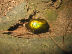 Pseudotorynorrhina japonica