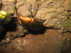 Pseudotorynorrhina japonica