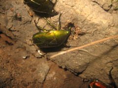 Pseudotorynorrhina japonica