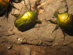 Pseudotorynorrhina japonica