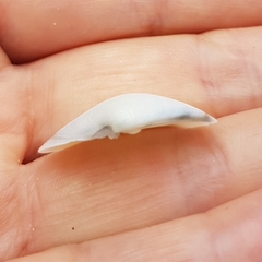 Dosinia lupinus