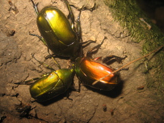 Pseudotorynorrhina japonica