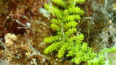 Caulerpa webbiana