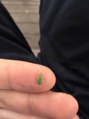 Polydrusus impressifrons