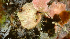 Lobophora variegata