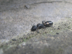 Camponotus quadrinotatus