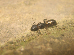 Camponotus quadrinotatus