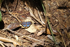 Euriphene barombina