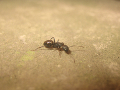 Camponotus quadrinotatus