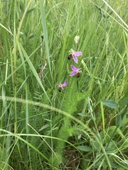 Ophrys apifera