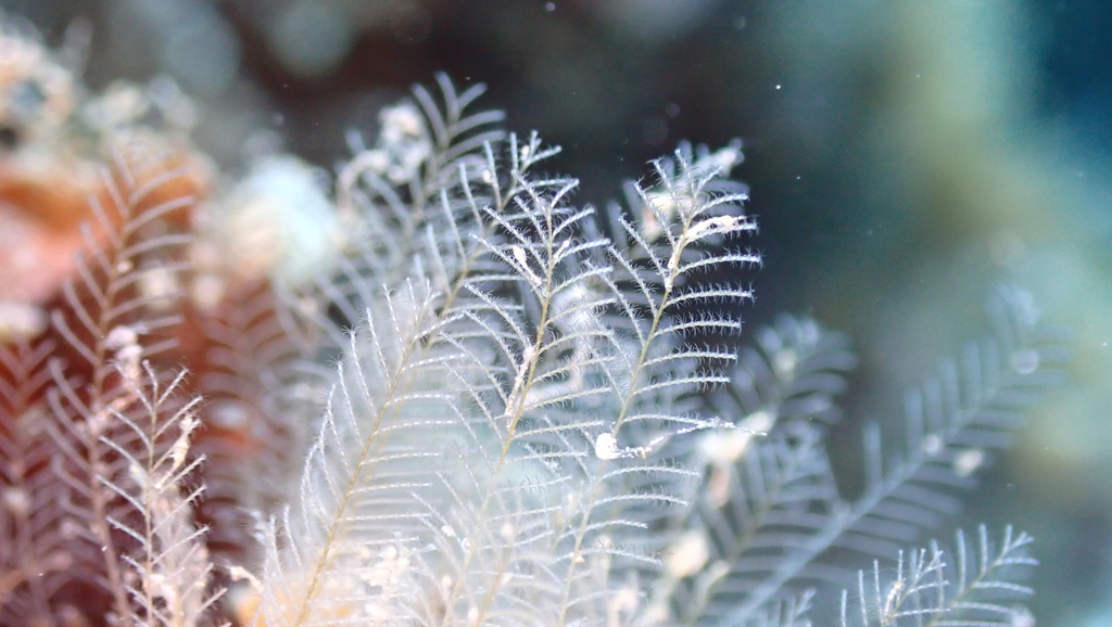 Podded Hydroid