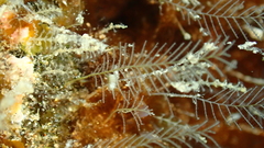 Aglaophenia pluma image