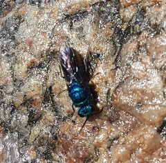 Chrysis fulgida