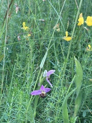 Ophrys apifera
