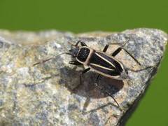 Ragliodes delineatus