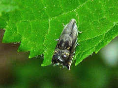 Grapholita eclipsana