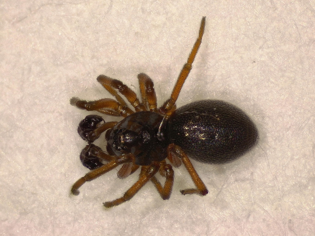 Silometopus reussi
