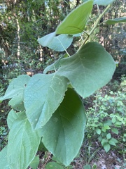Styracaceae