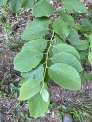 Styracaceae
