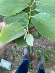 Styracaceae