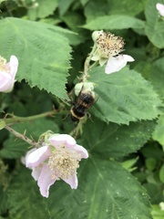 Bombus