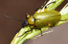 Proctenius granatensis