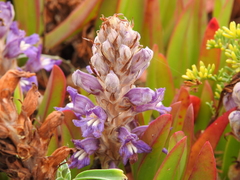 Phelipanche arenaria