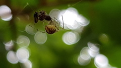 Theridiidae