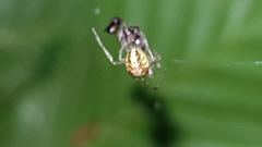 Theridiidae
