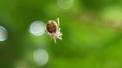 Theridiidae