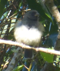 Loxipasser anoxanthus