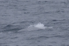 Balaenoptera physalus