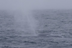 Balaenoptera physalus